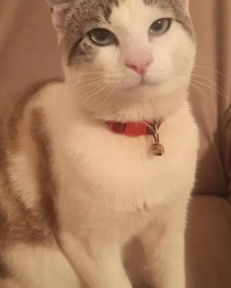 Gatto carino