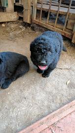 Cuccioli cane fonnese