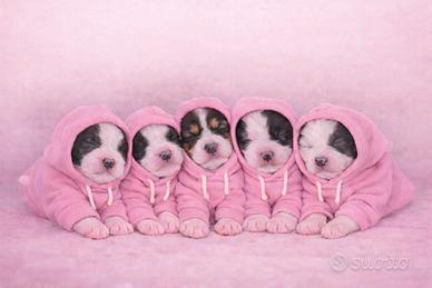 Cuccioli border collie