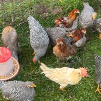 Coppie ornamentali Araucana armrock livorno