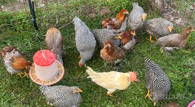 Coppie ornamentali Araucana armrock livorno