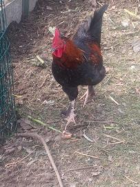 Galletto giovane 5mesi