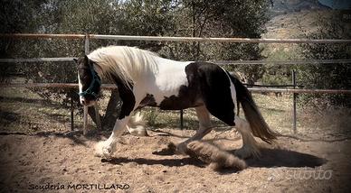 Miny Gipsy vanner attaccata e montata