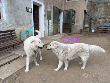 Vendita cuccioli di pastore maremmano