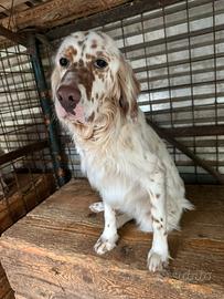 Cucciolone di setter inglese 8 mesi
