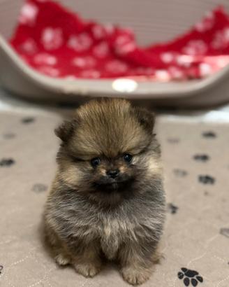 Spitz tedesco nano di Pomerania