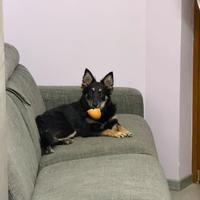 Cagnolina dolcissima