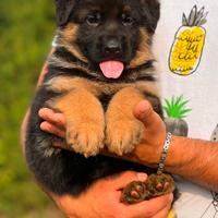 Splendidi cuccioli di pastore tedesco