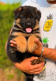 Splendidi cuccioli di pastore tedesco