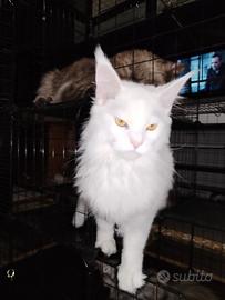 Cucciolo Total White normoudente