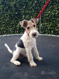 Cucciolo di fox terrier