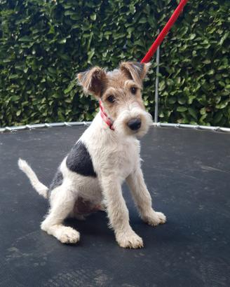 Cucciolo di fox terrier