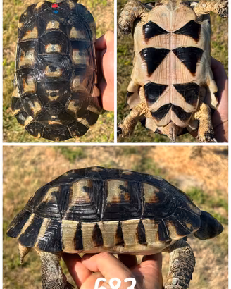 Maschio Testudo marginata sarda tartaruga terra