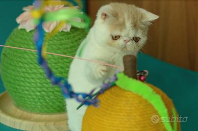 Cucciola Calico dil di gatti Exotic Shorthair