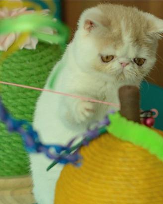 Cucciola Calico dil di gatti Exotic Shorthair