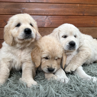Cucciolata golden retriever