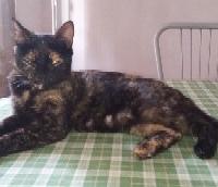 Gattina dolcissima&coccolosa