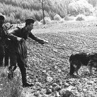 Giovane pastore tedesco/belga/incrocio maschio