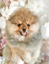 Cuccioli di Spitz di Pomerania nano (Volpino)
