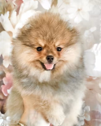 Cuccioli di Spitz di Pomerania nano (Volpino)