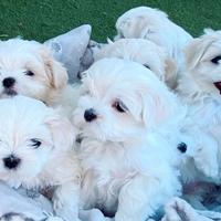 Cuccioli di maltese M e F