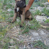 Cucciola di malinois