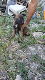 Cucciola di malinois