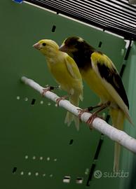 Coppia canarini tedeschi