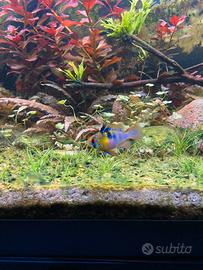 Mikrogeophagus ramirezi