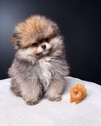 VOLPINO SPITZ di POMERANIA CUCCIOLI - volpini toy