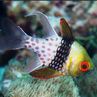 Pesce cardinale pigiama