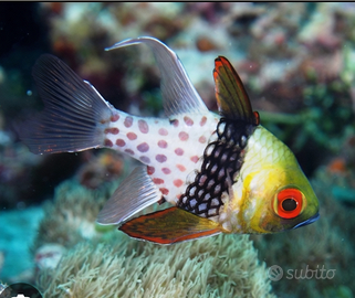 Pesce cardinale pigiama