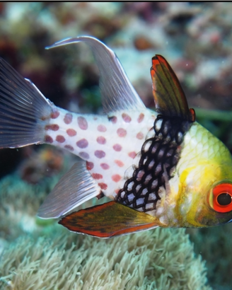 Pesce cardinale pigiama