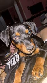 Cuccioli di pincher