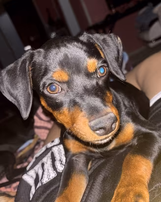 Cuccioli di pincher