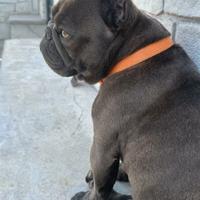 Monta bull dog francese