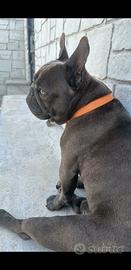 Monta bull dog francese