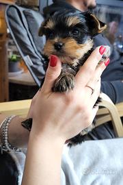 Yorkshire terrier bambolina