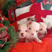 Pronti per un Natale da sogno