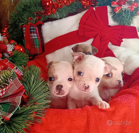 Pronti per un Natale da sogno