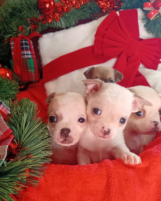 Pronti per un Natale da sogno