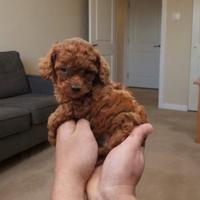 Cuccioli barboncino toy red