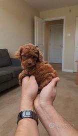 Cuccioli barboncino toy red