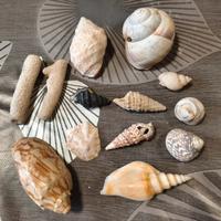 conchiglie ornamentali