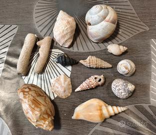 conchiglie ornamentali