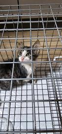 Offriamo una casa a questo gattino