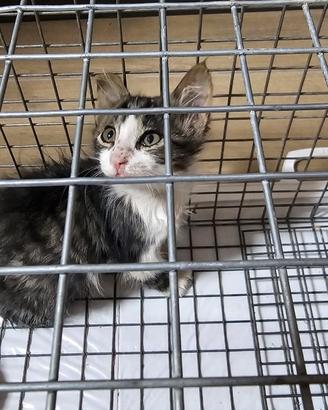 Offriamo una casa a questo gattino