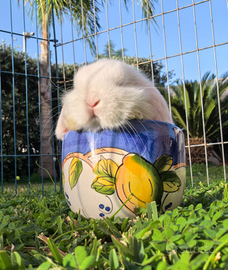 Coniglio Ariete Minilop