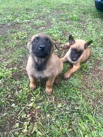 Pastore Belga - malinois cucciolo