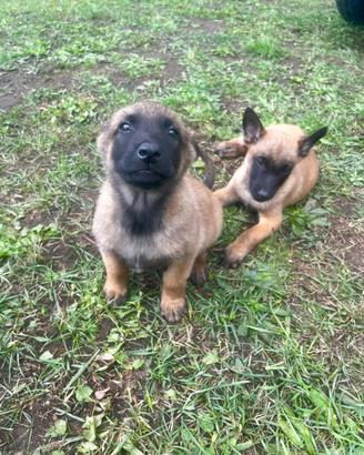 Pastore Belga - malinois cucciolo
